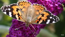 Buddleja Davidii